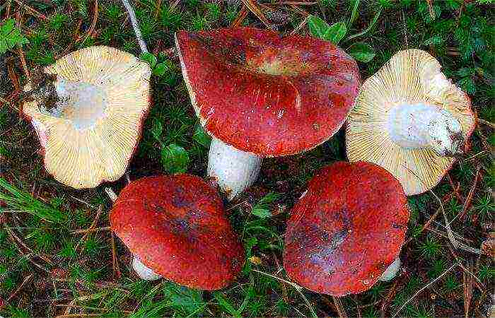 how to grow russula at home