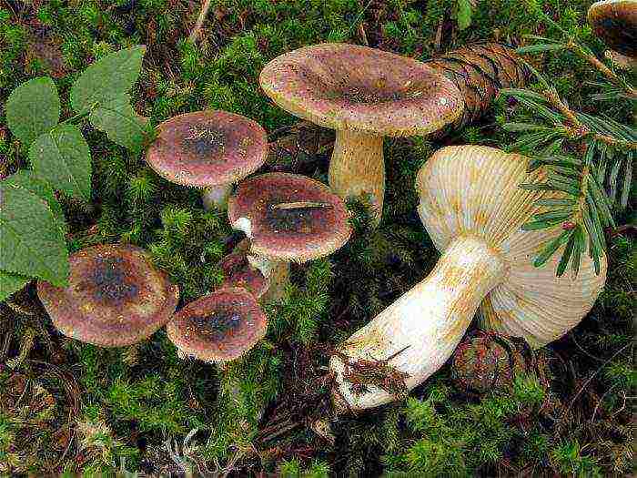 how to grow russula at home