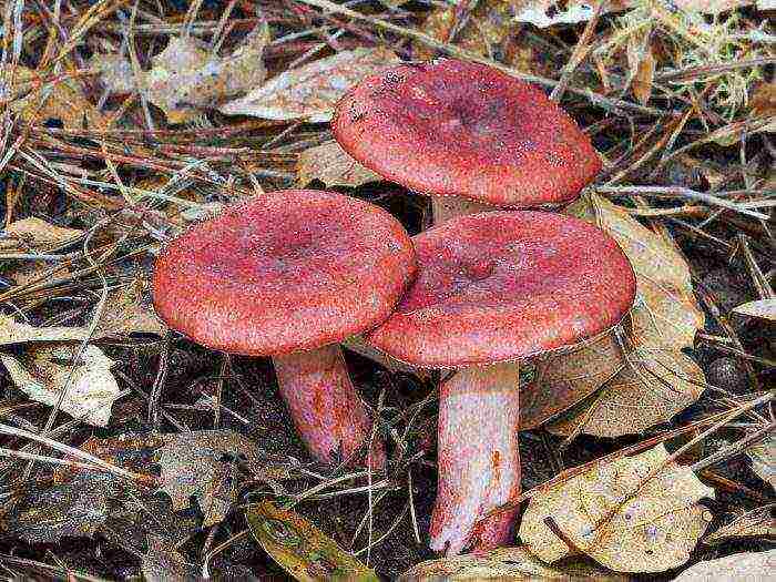 how to grow russula at home