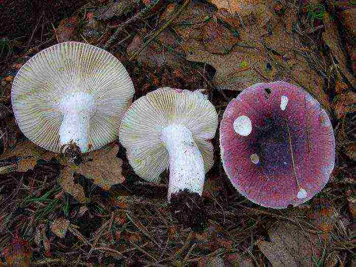 how to grow russula at home