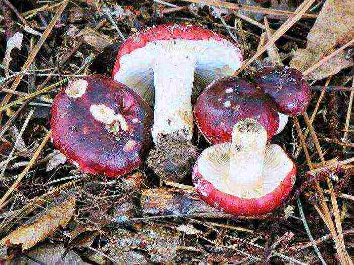 how to grow russula at home