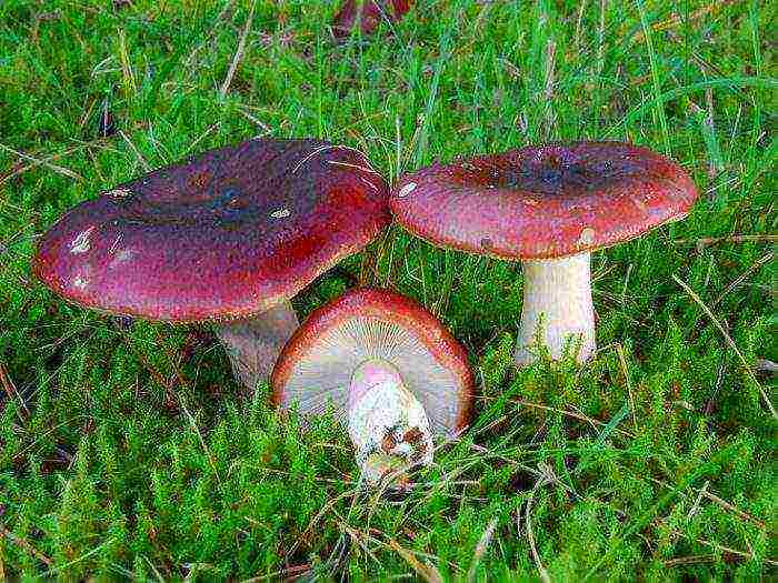 how to grow russula at home