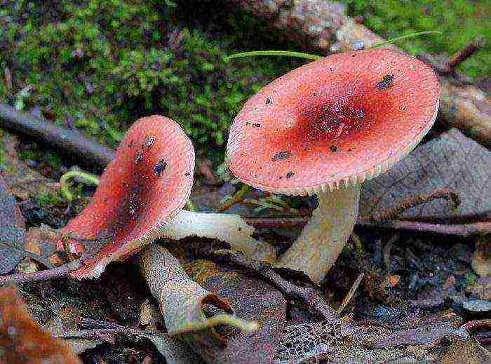 how to grow russula at home