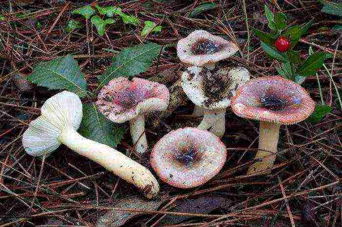 how to grow russula at home