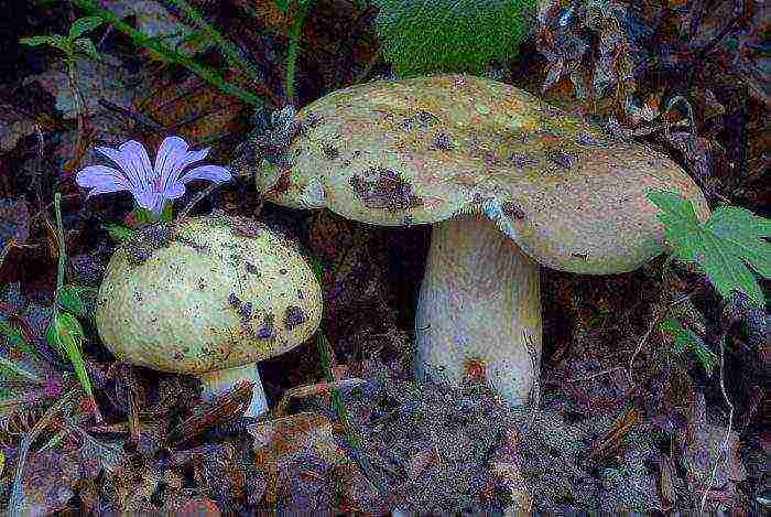 how to grow russula at home