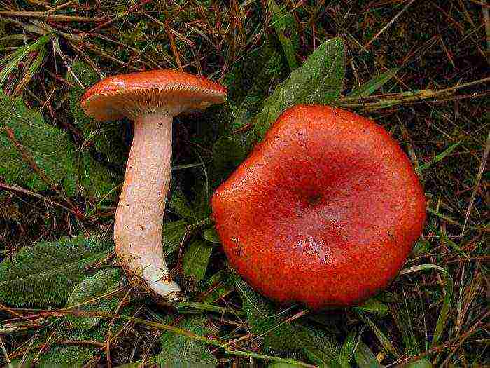 how to grow russula at home