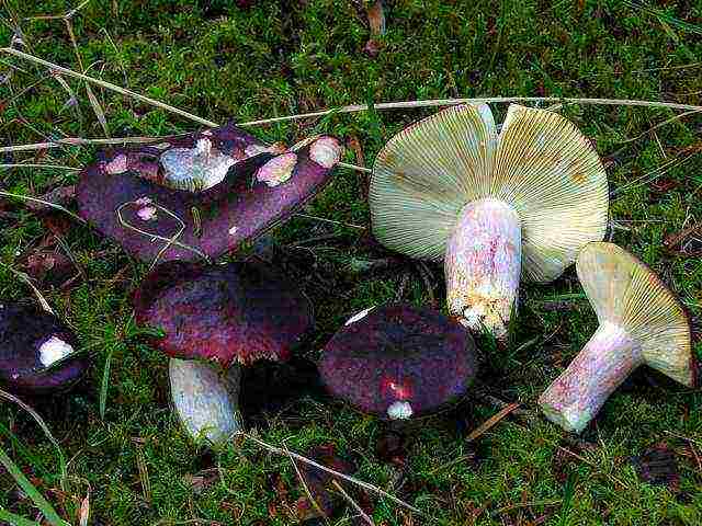 how to grow russula at home