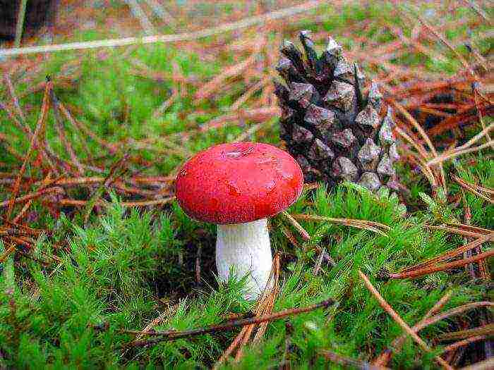 how to grow russula at home