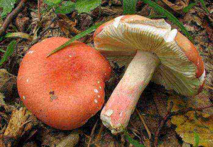 how to grow russula at home