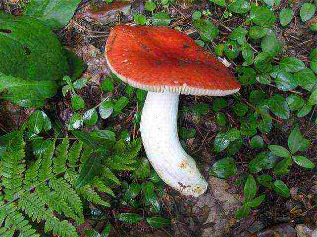 how to grow russula at home