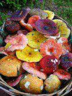 how to grow russula at home