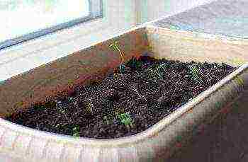 how to grow thyme at home