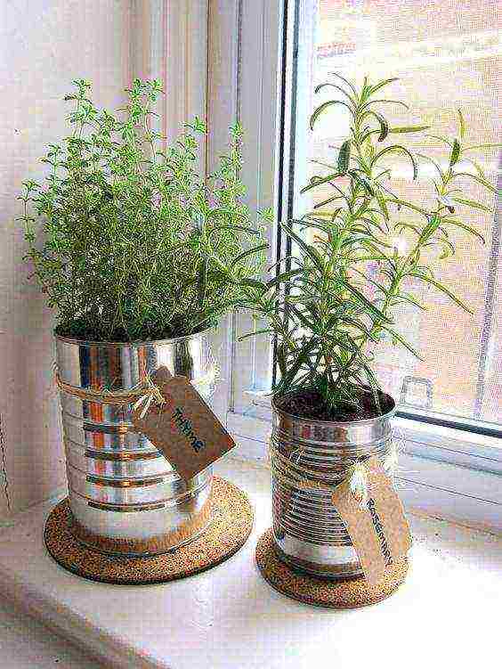 how to grow thyme at home