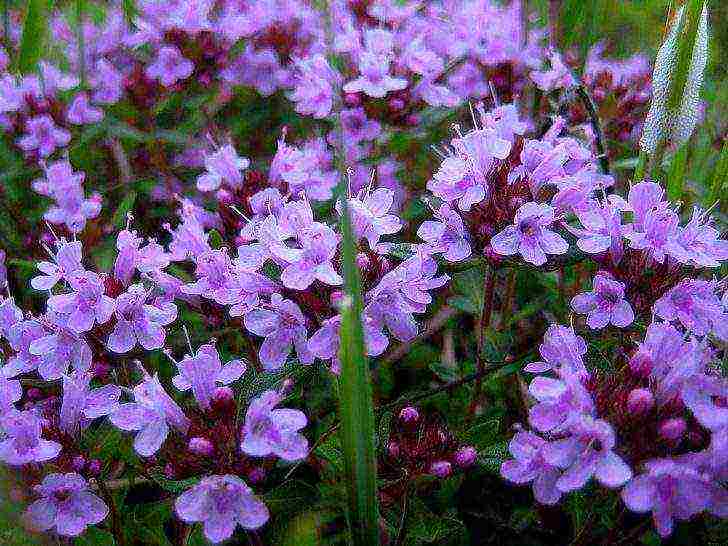 kung paano palaguin ang thyme sa bahay