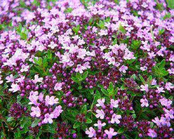 kung paano palaguin ang thyme sa bahay