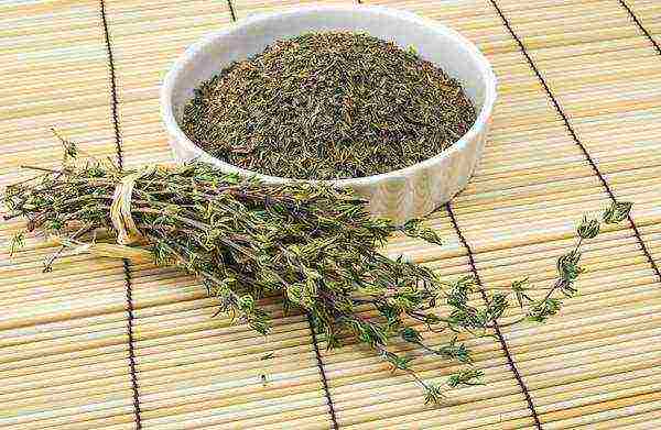 kung paano palaguin ang thyme sa bahay