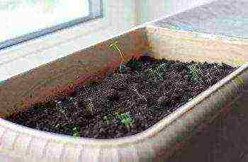 how to grow thyme at home in winter