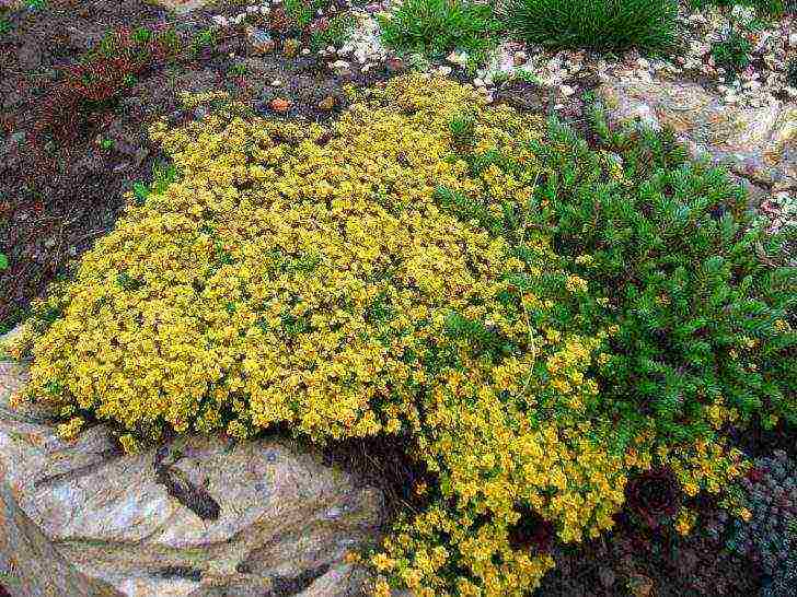 kung paano palaguin ang thyme sa bahay sa taglamig