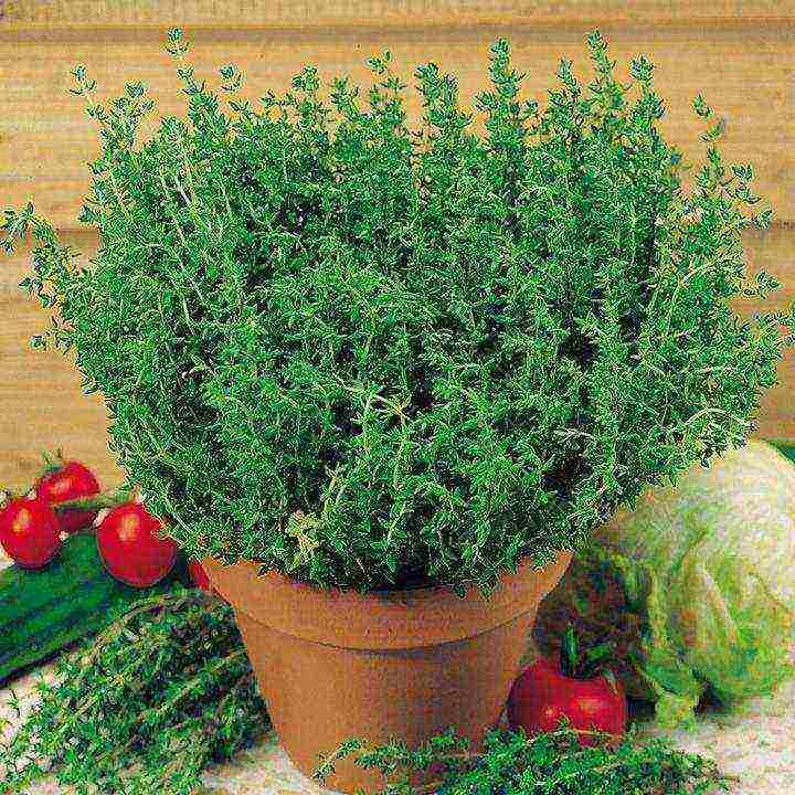 how to grow thyme at home in winter