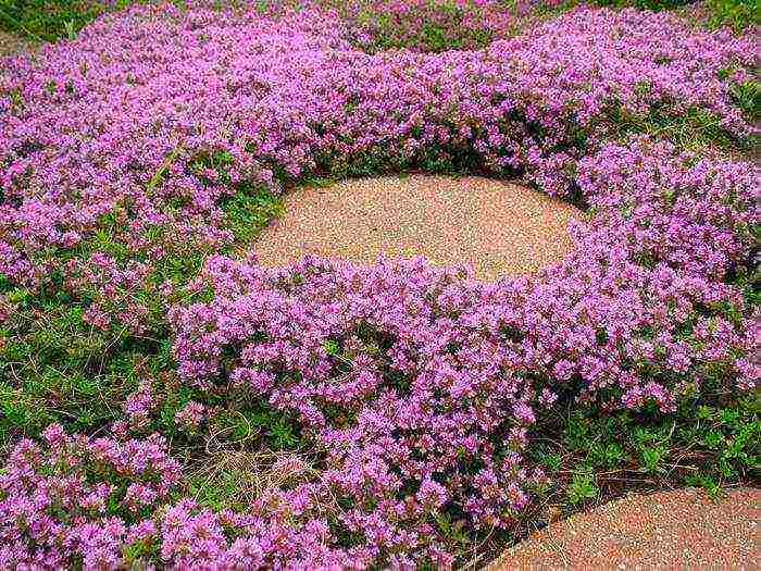 how to grow thyme at home in winter