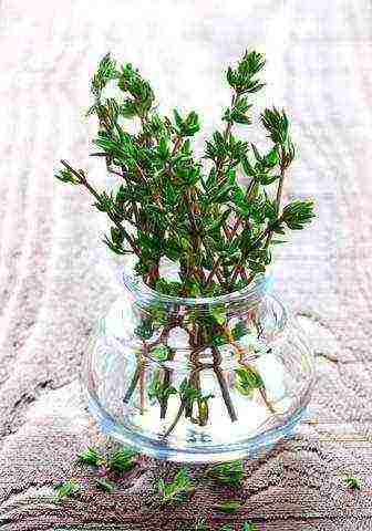 how to grow thyme at home in winter