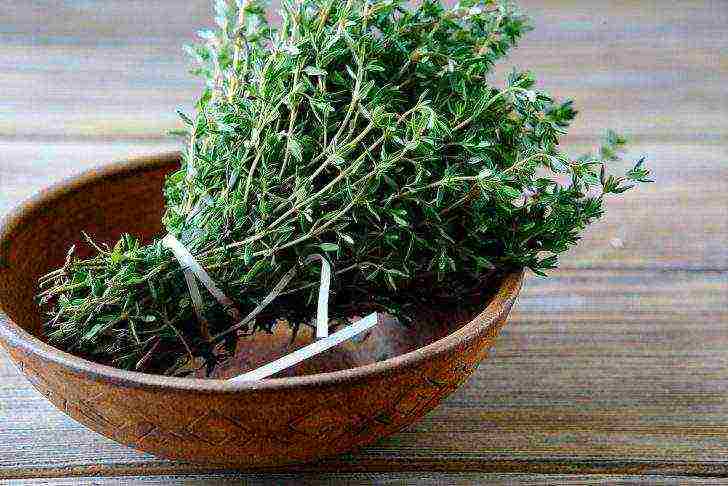 kung paano palaguin ang thyme sa bahay sa taglamig