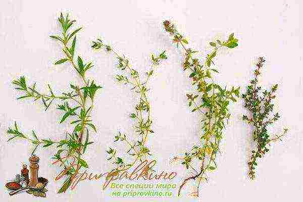 how to grow thyme at home in winter