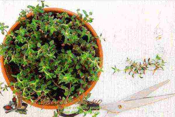 how to grow thyme at home in winter