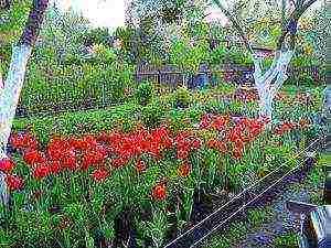 how to grow tulips in the country and how to care for it