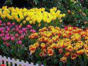 how to grow tulips in the country and how to care for it