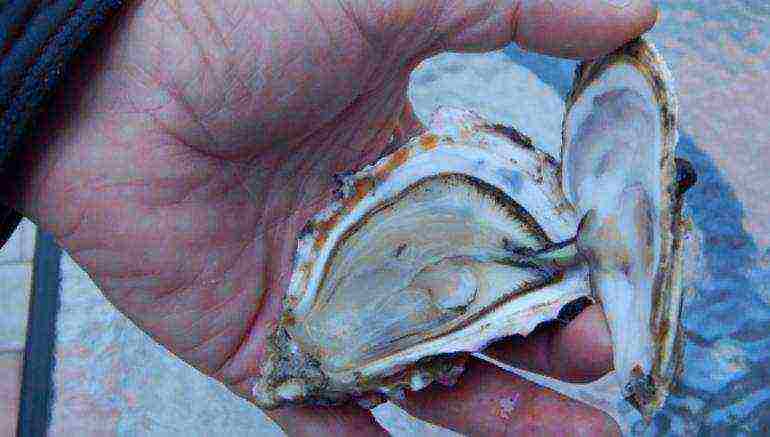 how to grow oysters at home
