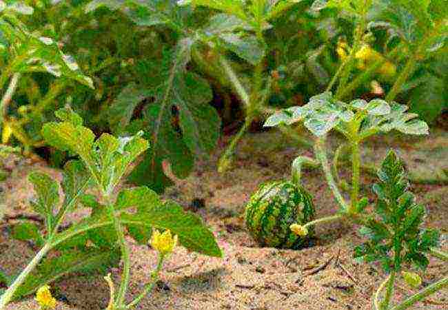 how to grow watermelons at home