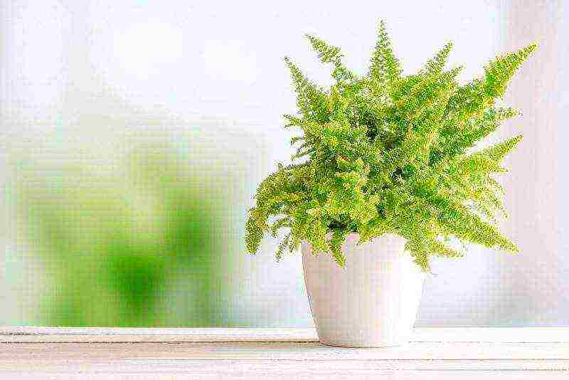 how to grow a fern at home