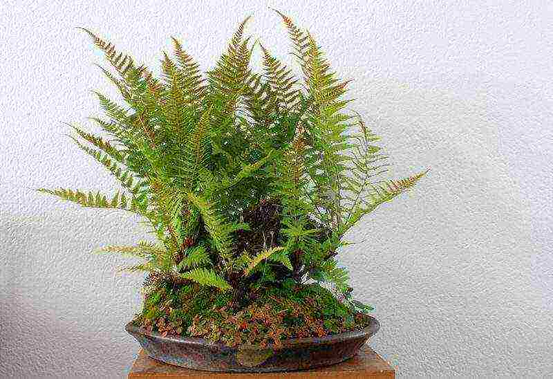 how to grow a fern at home