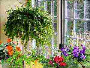 how to grow a fern at home