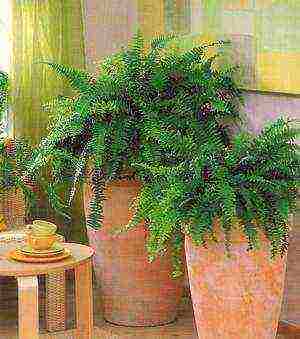 how to grow a fern at home