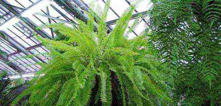 how to grow a fern at home