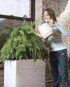 how to grow a fern at home