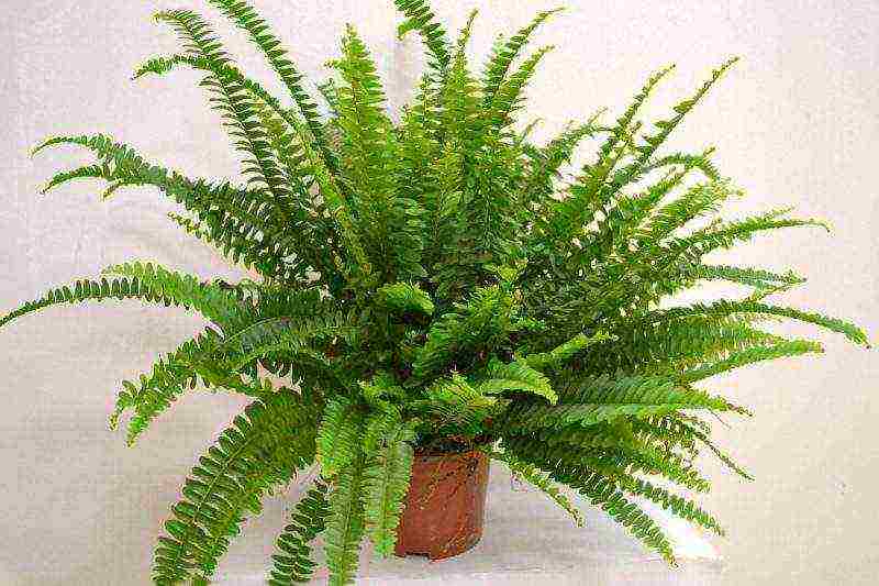 how to grow a fern at home