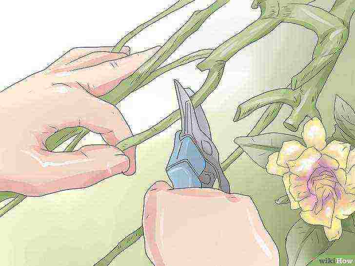 how to grow jasmine at home