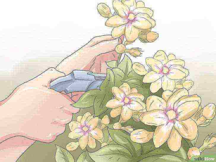 how to grow jasmine at home