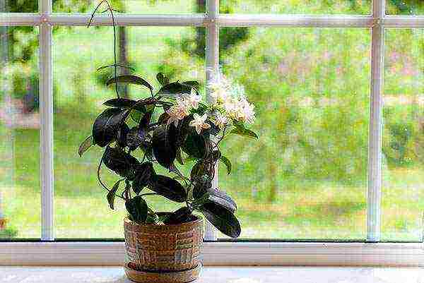 how to grow jasmine at home