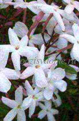 how to grow jasmine at home