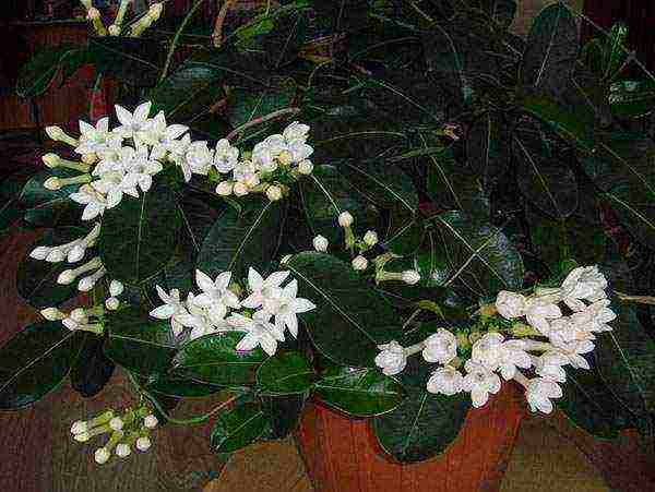 how to grow jasmine at home