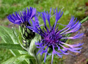 how to grow cornflowers at home