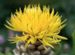 how to grow cornflowers at home