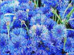 how to grow cornflowers at home