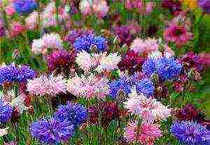 how to grow cornflowers at home