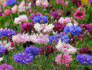 how to grow cornflowers at home