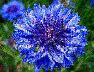 how to grow cornflowers at home